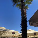 Palm tree making us company while we drink coffee with soy latte